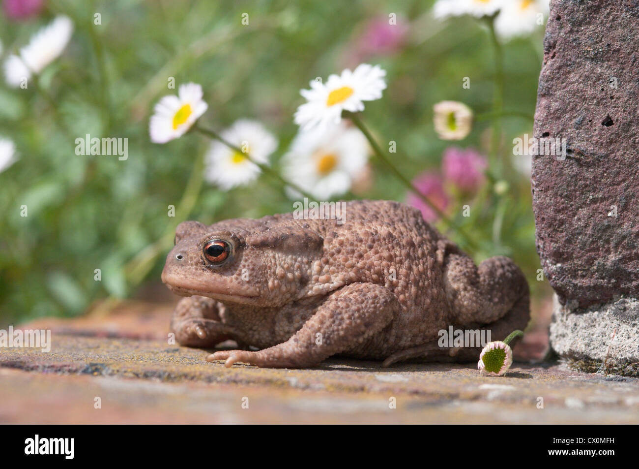 Crapaud commun (Bufo bufo) dans un jardin, West Sussex, Angleterre, Royaume-Uni. Juillet. Banque D'Images