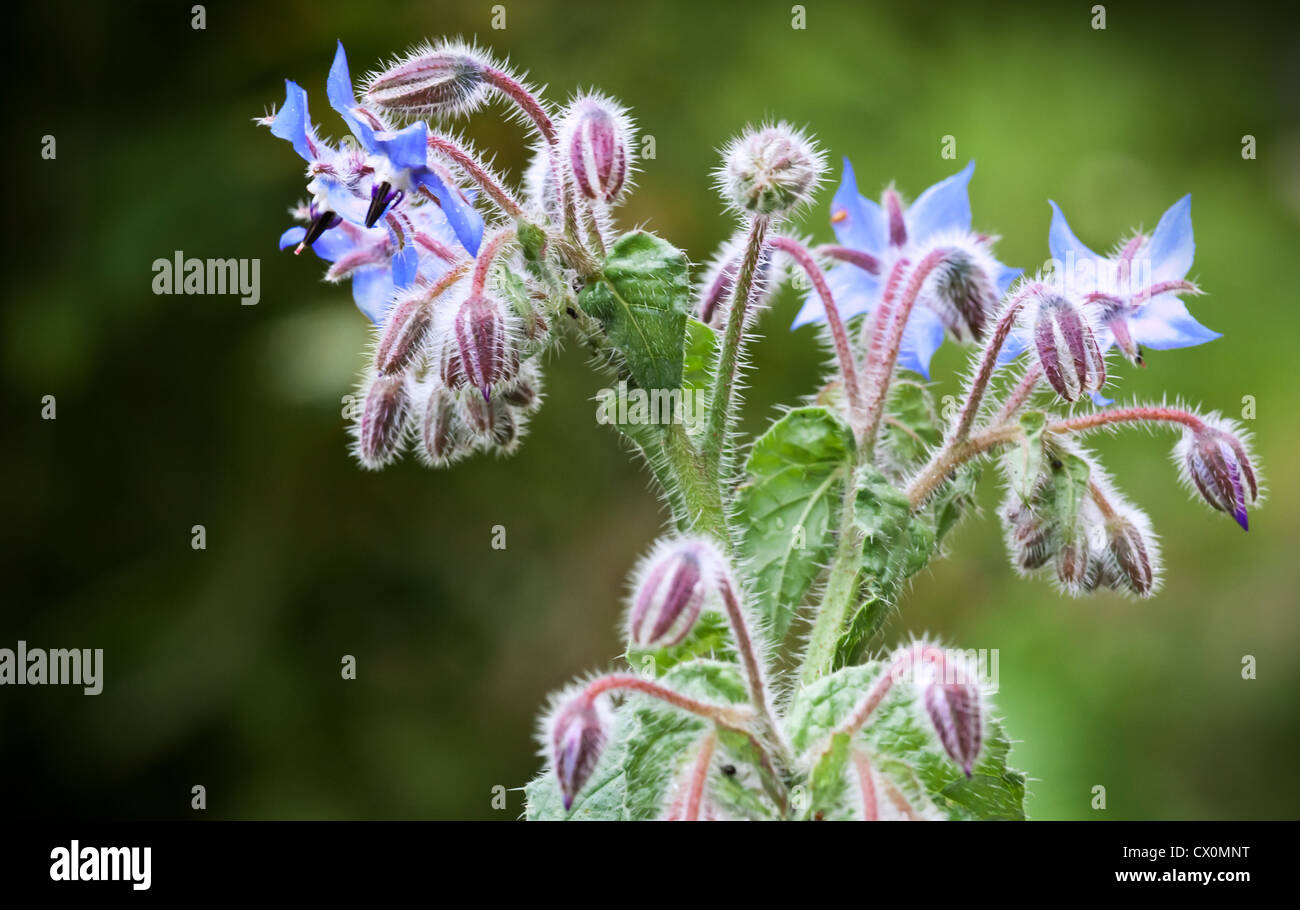 Fleurs de bourrache bleue photo gros plan Banque D'Images
