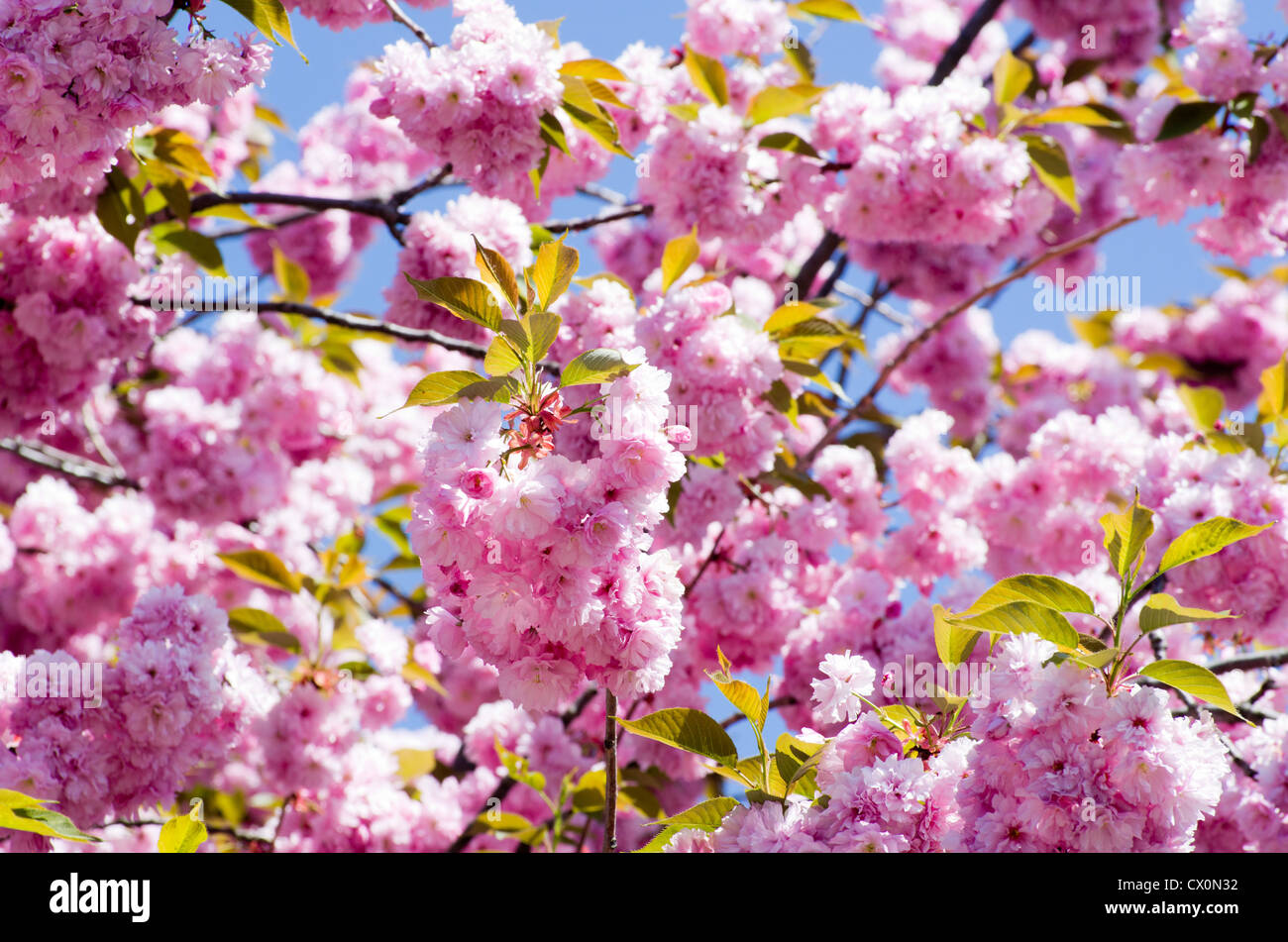 Gros plan sur la fleur de cerisier de printemps Banque D'Images