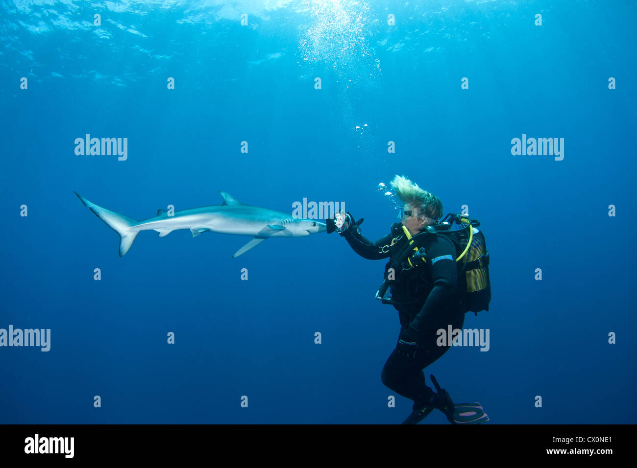 Les hameçons appâtés plonger avec un requin bleu au large de la côte de Cape Town, Afrique du Sud Banque D'Images