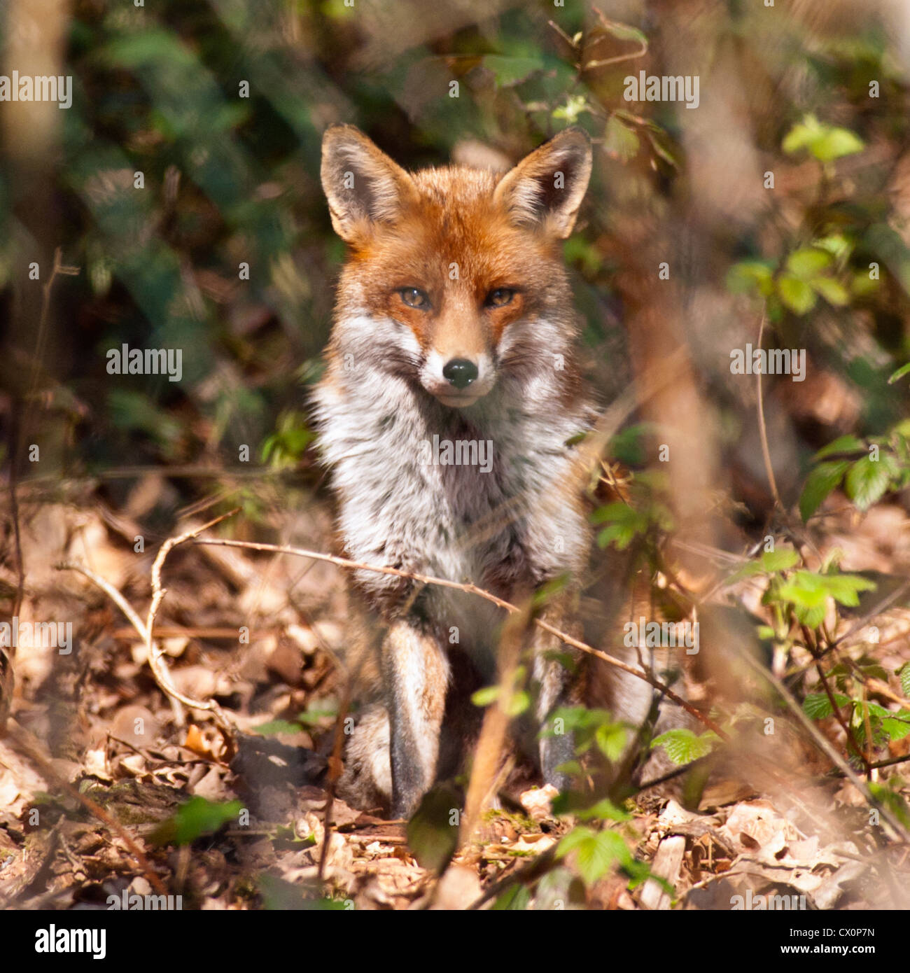 Le regard. Rencontre de hasard avec un beau rouge fox Banque D'Images
