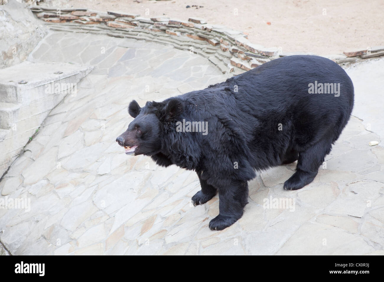 Whitechest oussouri (Fondation) dans le zoo de Moscou, Russie. L'ours noir d'Asie, Ursus thibetanus Banque D'Images