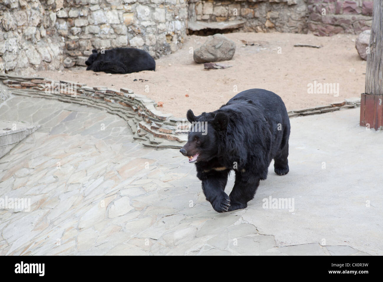 Whitechest oussouri (Fondation) dans le zoo de Moscou, Russie. L'ours noir d'Asie, Ursus thibetanus Banque D'Images