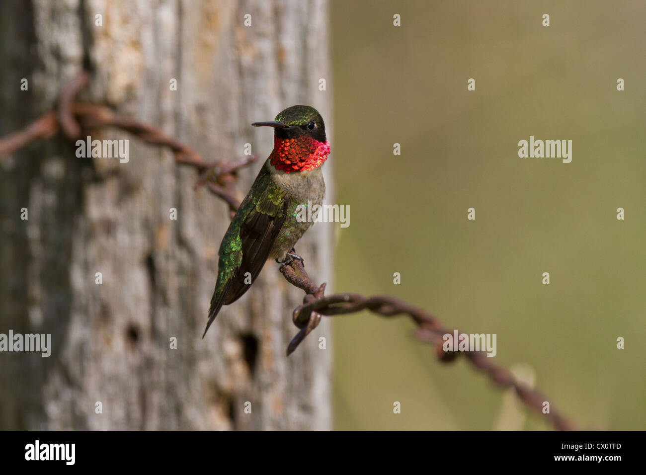 Homme Ruby-Throated Hummingbird Banque D'Images