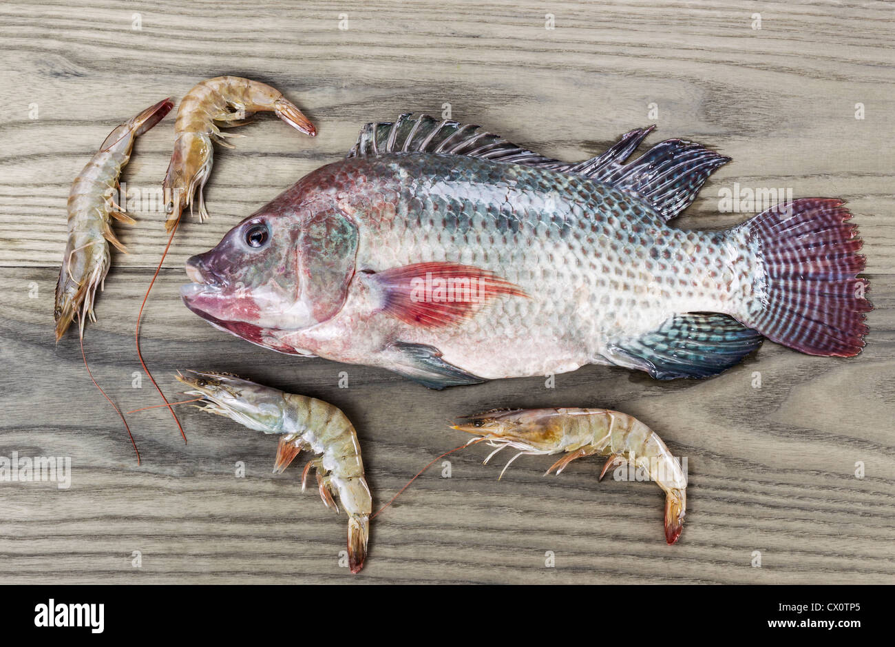 Le poisson Tilapia fraichement pêchés avec des crevettes sur le fond en bois de frêne Banque D'Images