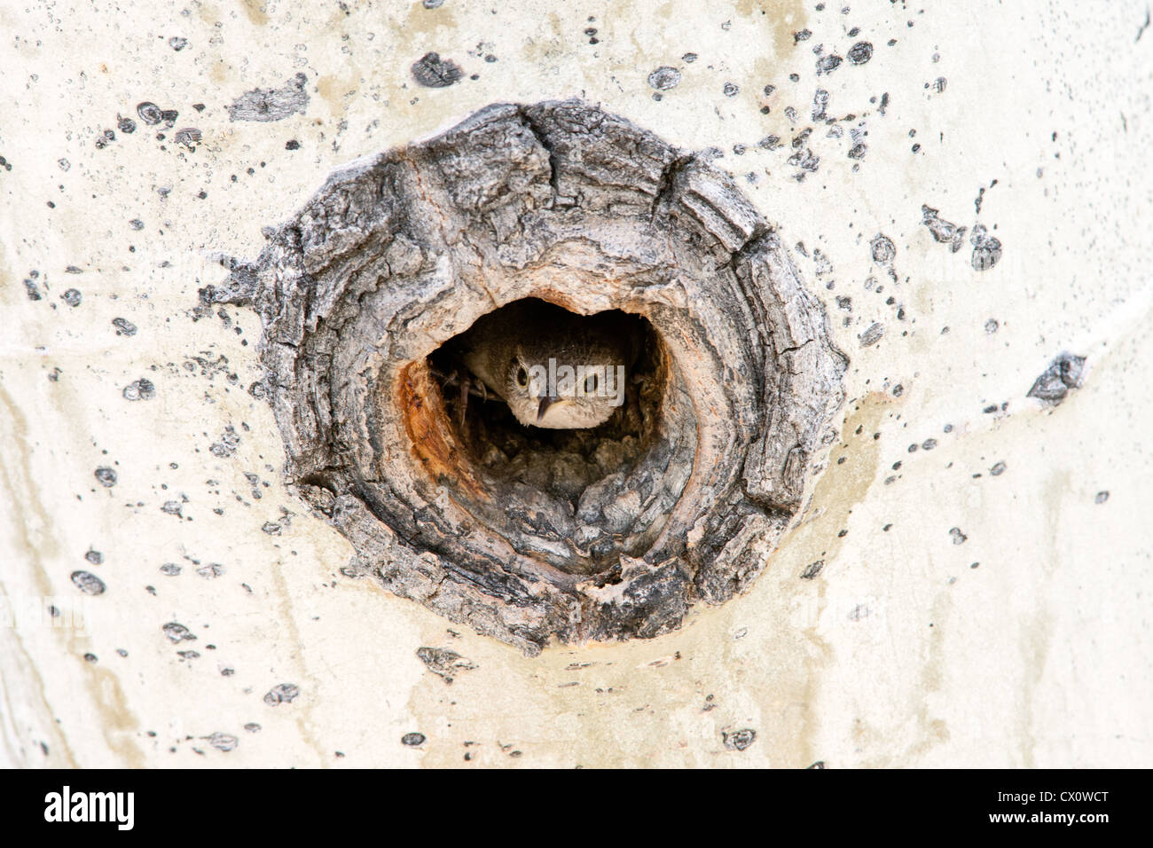 House Wren Bird songbird regarde hors de Nest Cavity dans Aspen Tree Banque D'Images