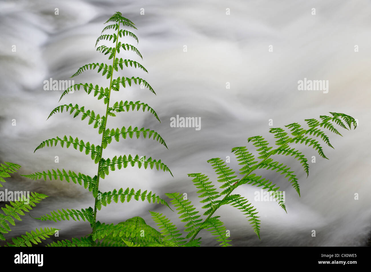 Lady fern frondes avec rapids de ruisseau Bilston derrière. Witty's Lagoon Nature Preserve, Metchosin, BC, Canada Banque D'Images