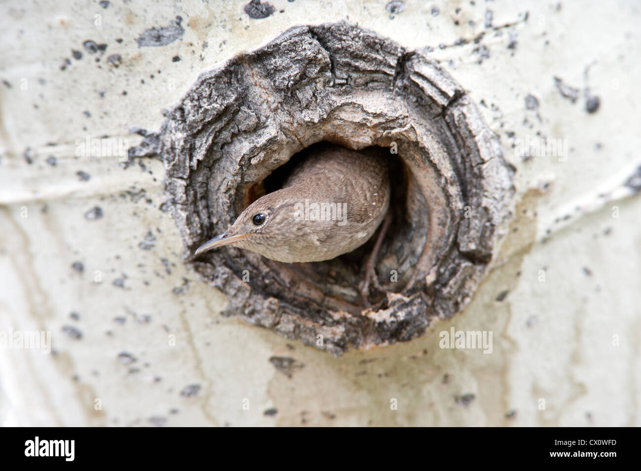 Maison Wren Bird songbird qui sort de Nest Cavity à Aspen Tree Banque D'Images