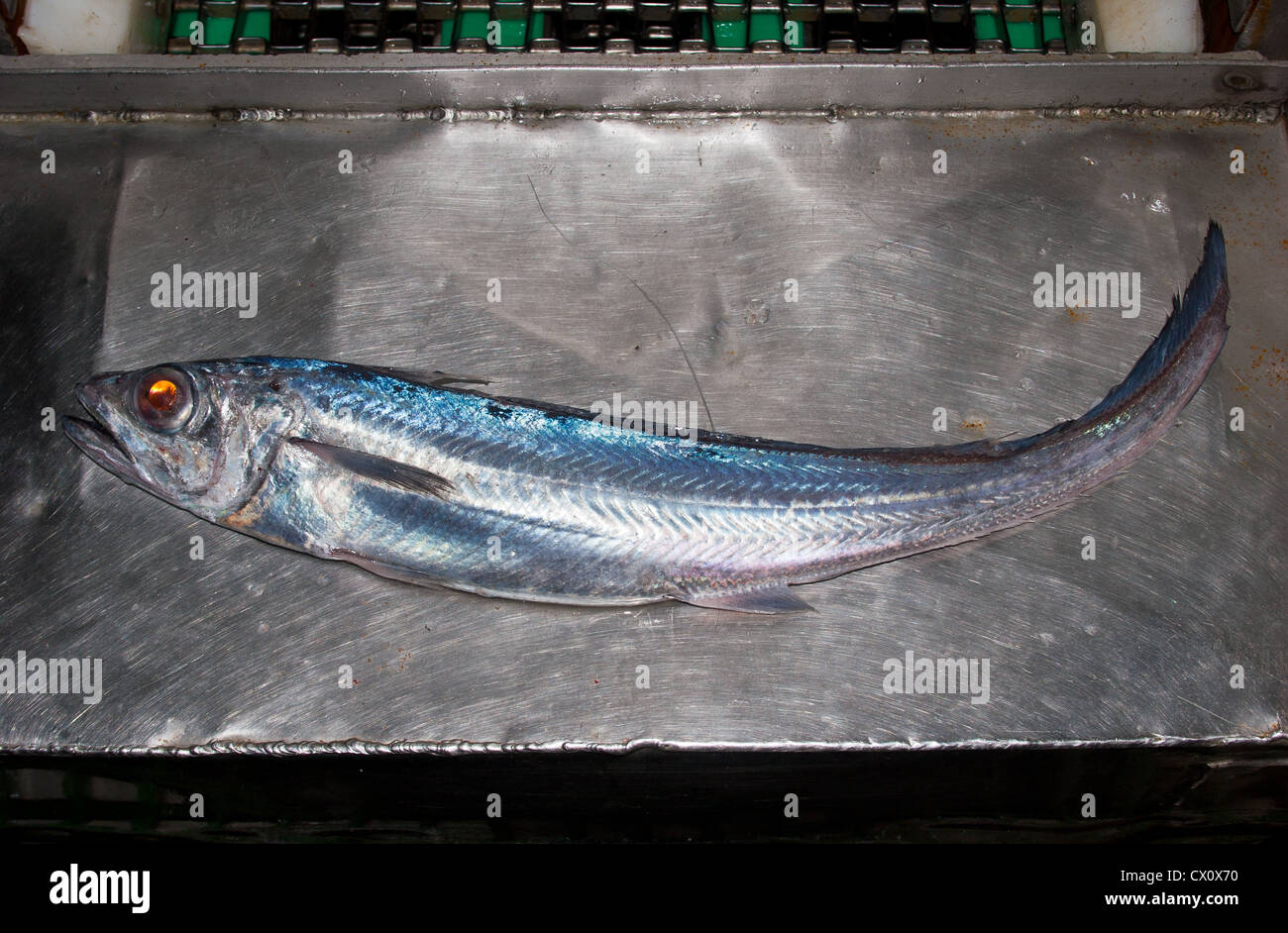 Hoki fish Banque de photographies et d’images à haute résolution Alamy