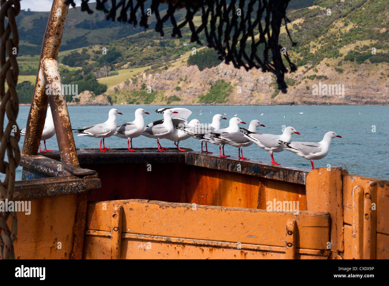 Un regard sur la vie en Nouvelle-Zélande: Pêche commerciale: Des goélands à bec rouge affamés attendent le prochain trajet. (Chericocephalus novaehollandiae). Banque D'Images