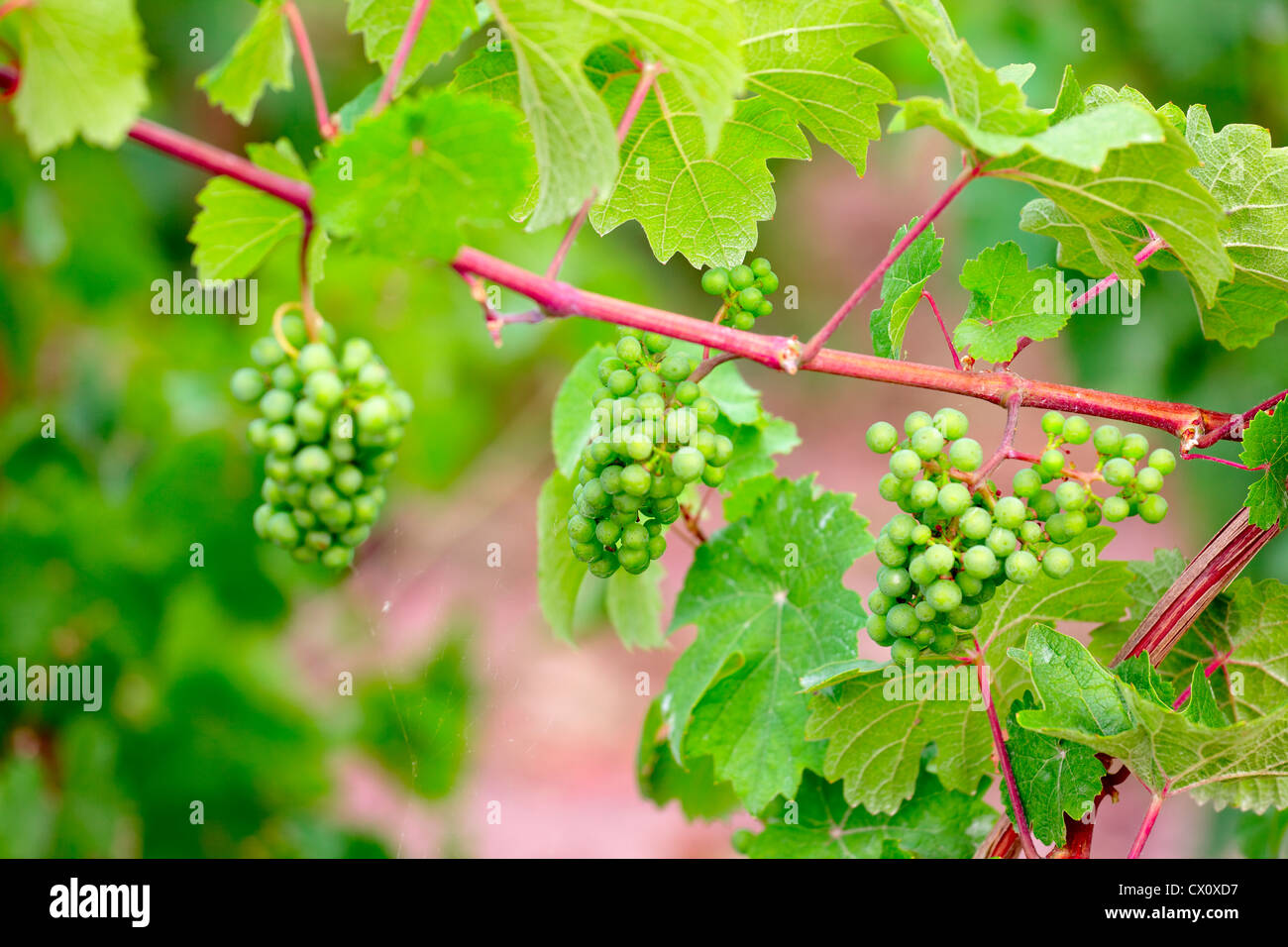 Plants de vigne avec fruits de raisin par Saarburg, Rheinland-Pfalz, Allemagne, l'été Banque D'Images