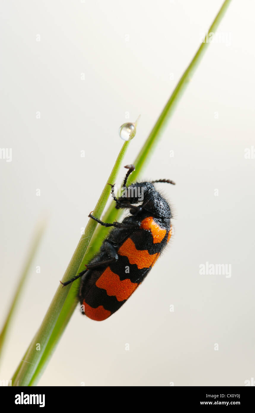 Blister beetle toxiques avec des noir et rouge coloration d'avertissement sur un brin d'herbe au petit matin Banque D'Images