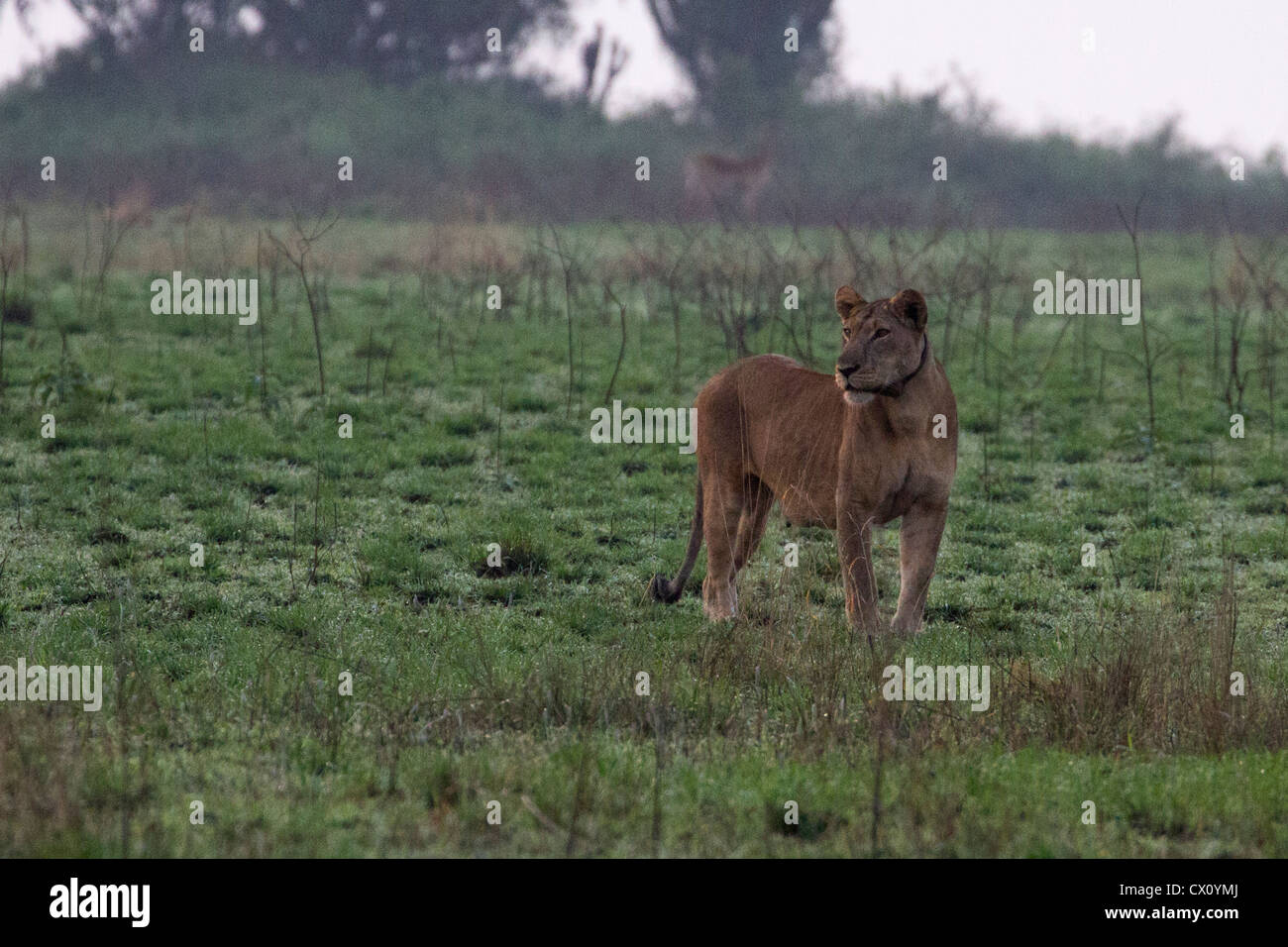 Lioness (Panthera leo) col de télémétrie dans le Parc national Queen Elizabeth, en Ouganda Banque D'Images