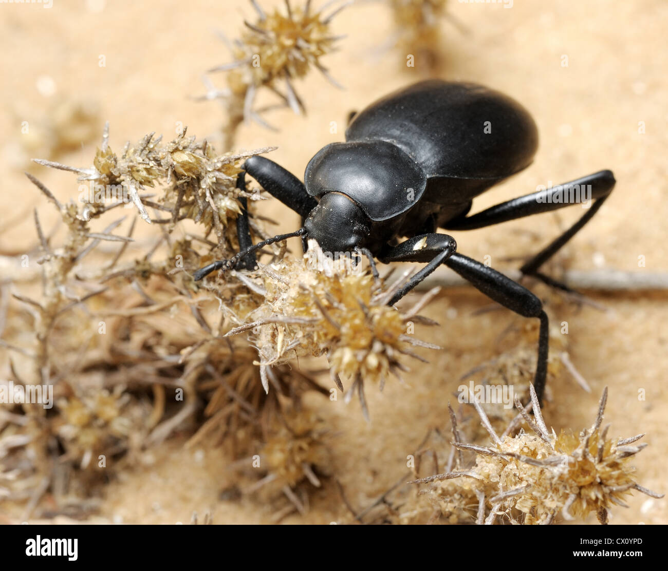 Darkling beetle Banque de photographies et d’images à haute résolution