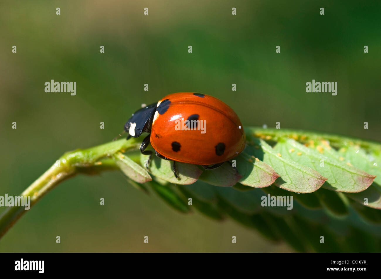 7-spot coccinelle (Coccinella septempunctata) se nourrissant sur les pucerons Banque D'Images