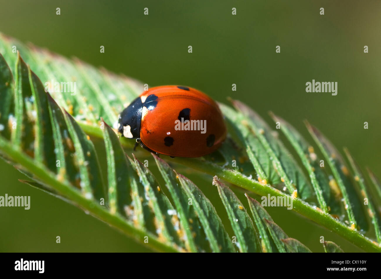 7-spot coccinelle (Coccinella septempunctata) se nourrissant sur les pucerons Banque D'Images