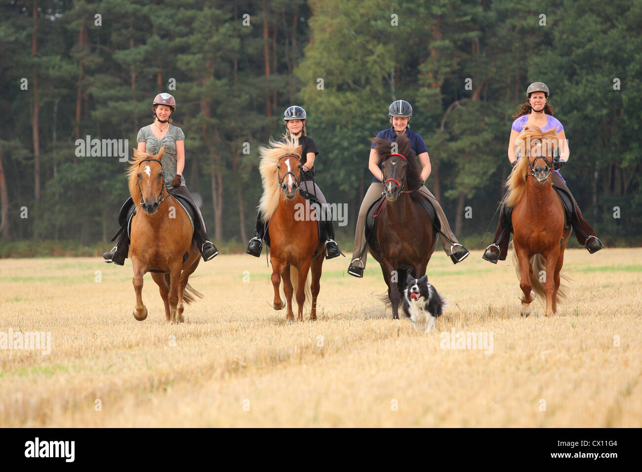Femme manèges chevaux Islandais Banque D'Images