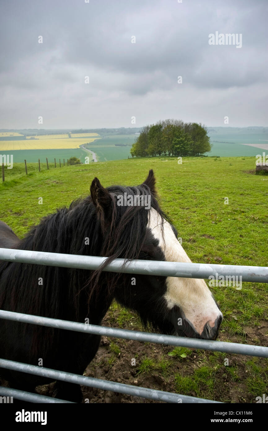 Friendly pony sur le chemin d'interurbains Ridgeway, Marlborough Downs, Wiltshire, Royaume-Uni Banque D'Images