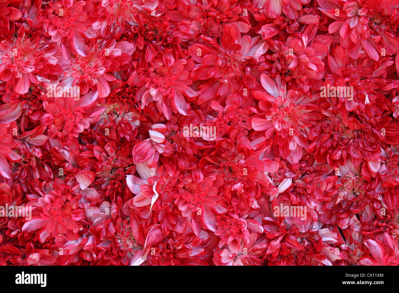 A l'arrière-plan de chrysanthèmes peint en rouge Banque D'Images