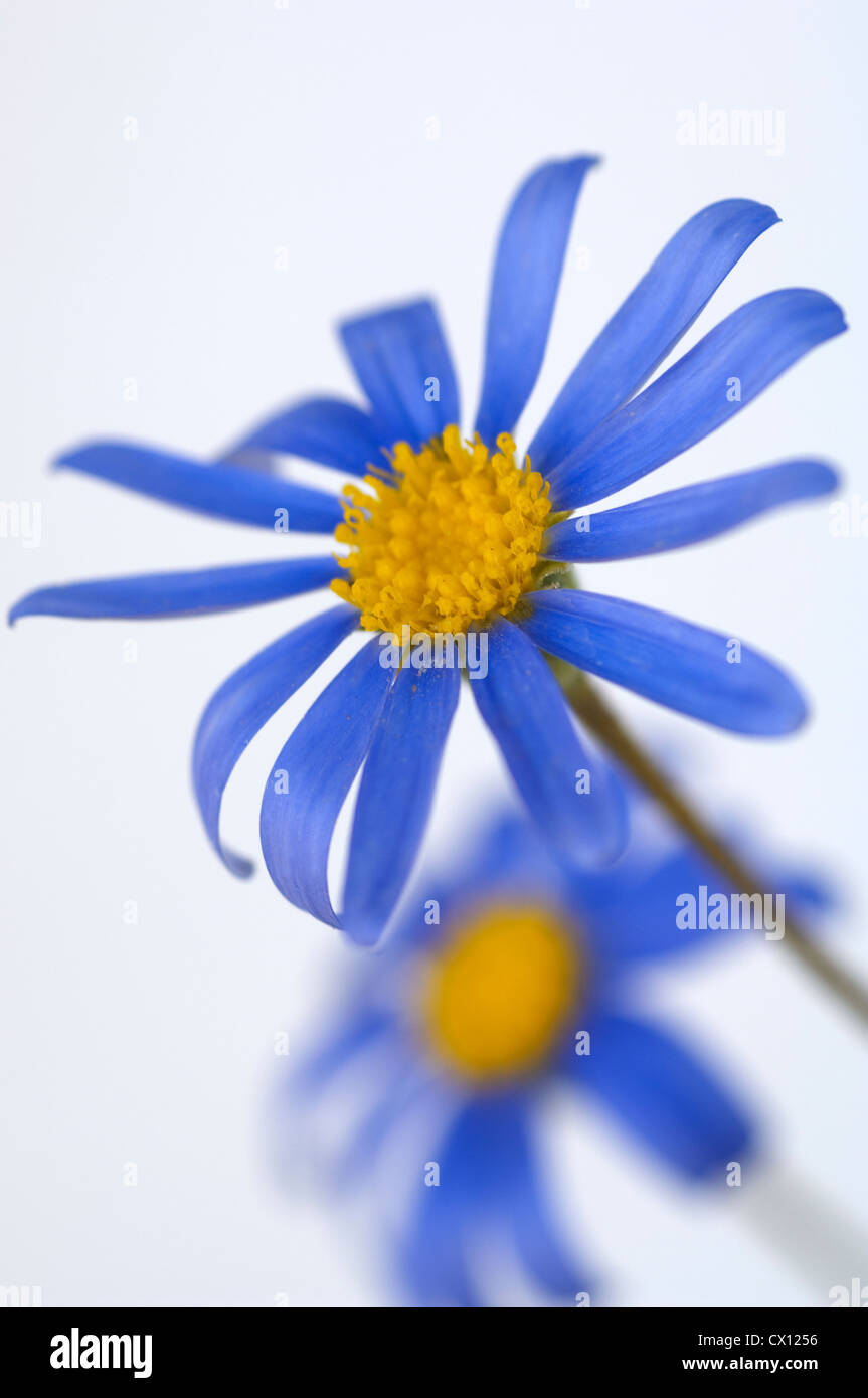 Close-up of Blue Daisy (Felicia amelloides) Banque D'Images Close-up of Blue Daisy (Felicia amelloides) Banque D'Images