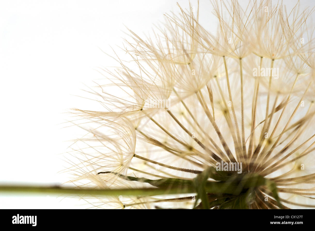 Graines de salsifis ou Barbe pourpre (Tragopogon porrifolius) Banque D'Images