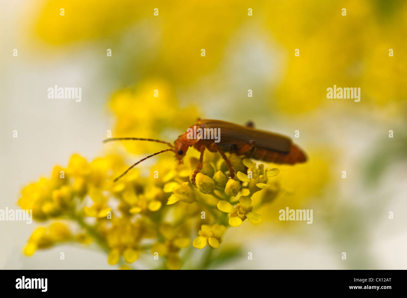 Soldat rouge commun beetle (Rhagonycha fulva) à fleurs jaunes Banque D'Images