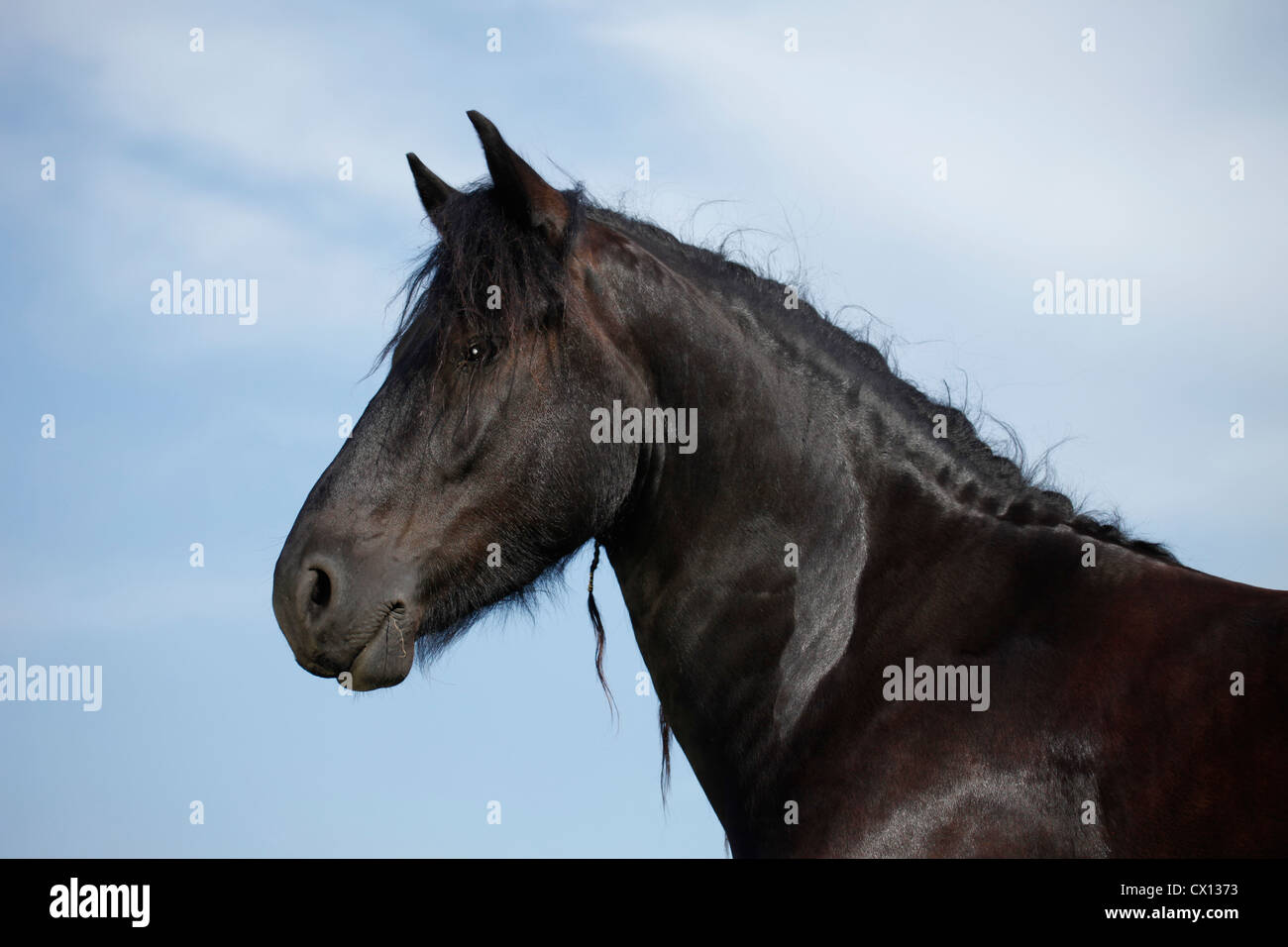 Portrait cheval frison Banque D'Images