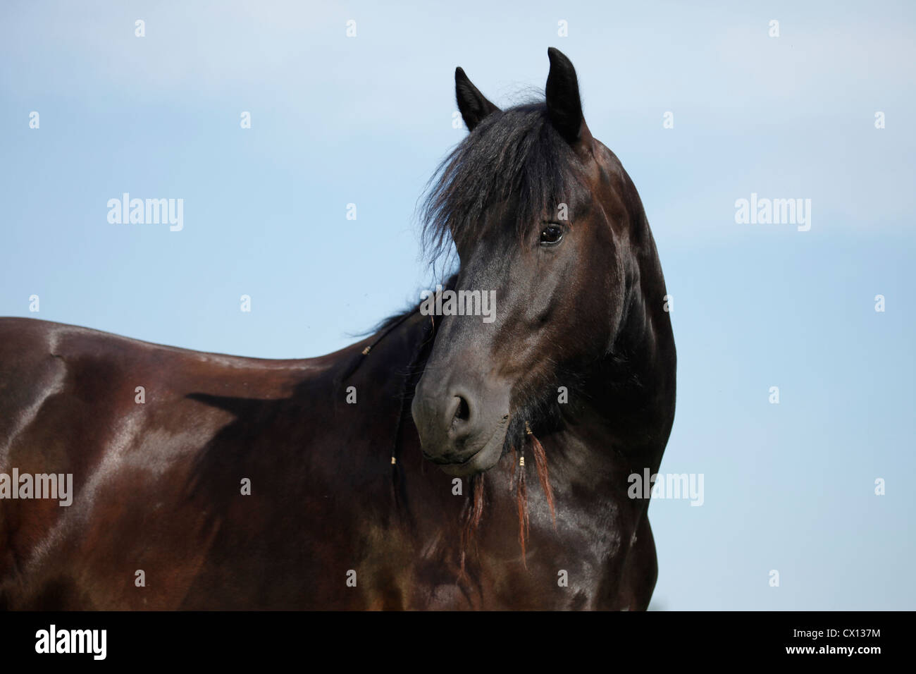 Portrait cheval frison Banque D'Images