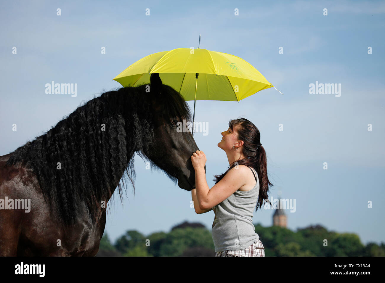 Portrait cheval frison Banque D'Images