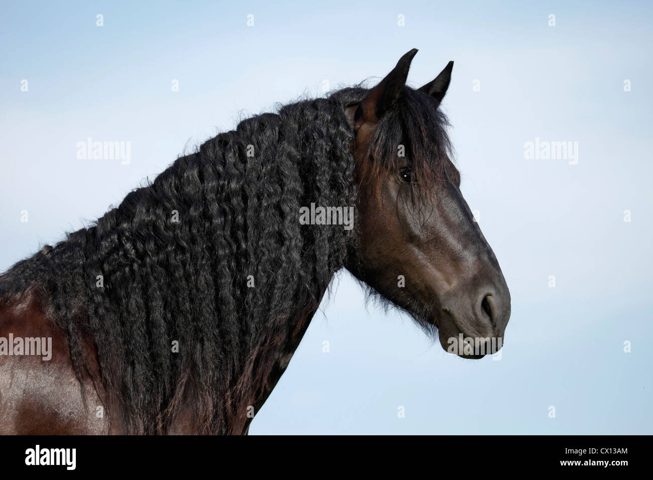 Portrait cheval frison Banque D'Images