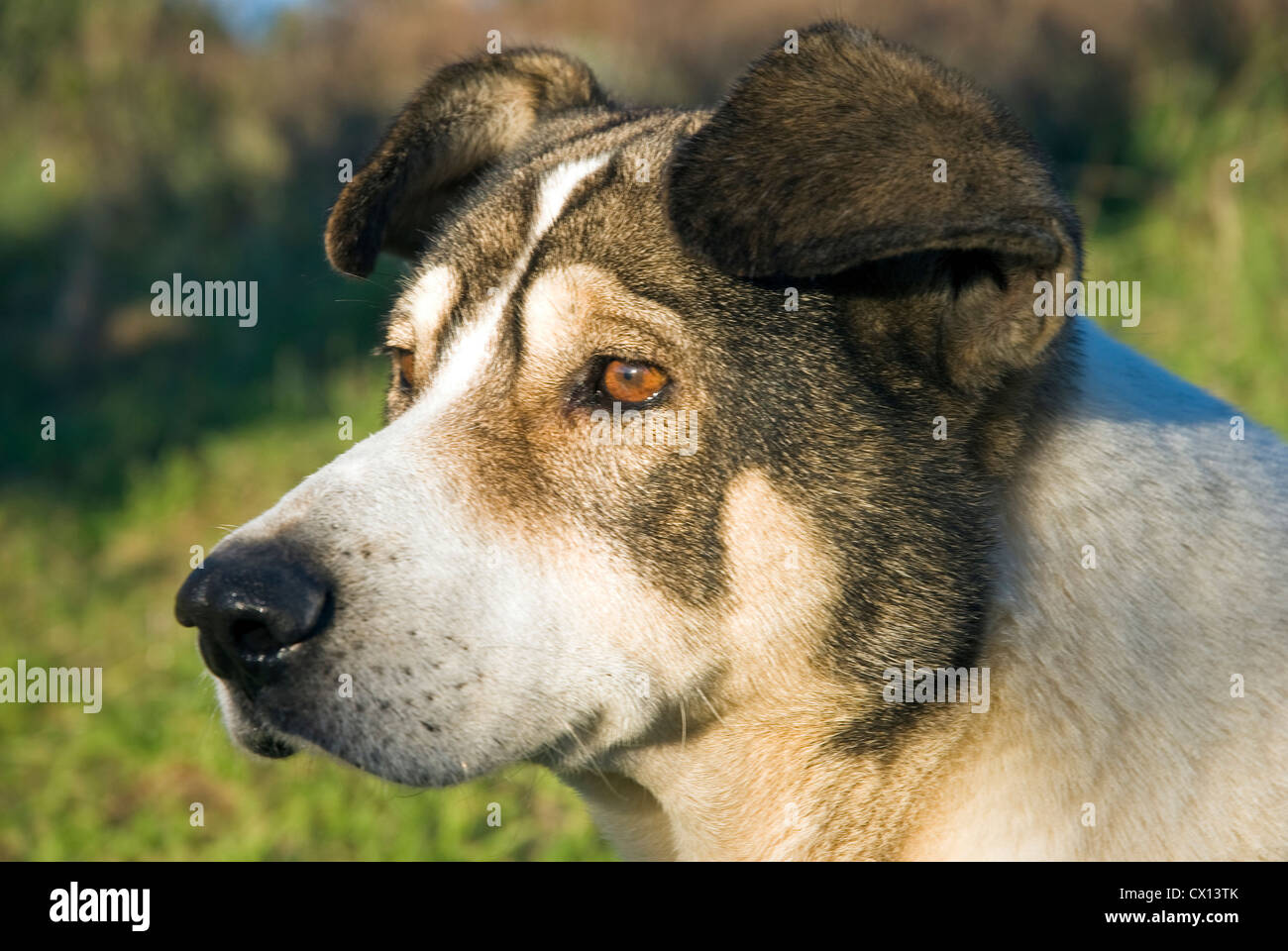 Un chien bâtard noir et blanc dans le profil Banque D'Images
