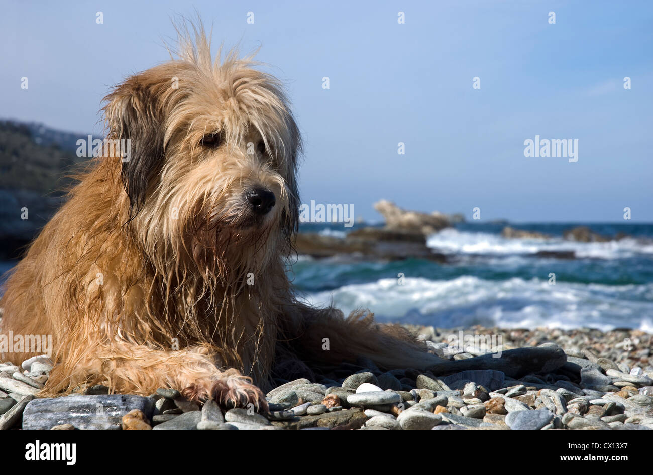 Briard mongrel allongé sur une plage de galets sur la péninsule de Pelion, Grèce Banque D'Images