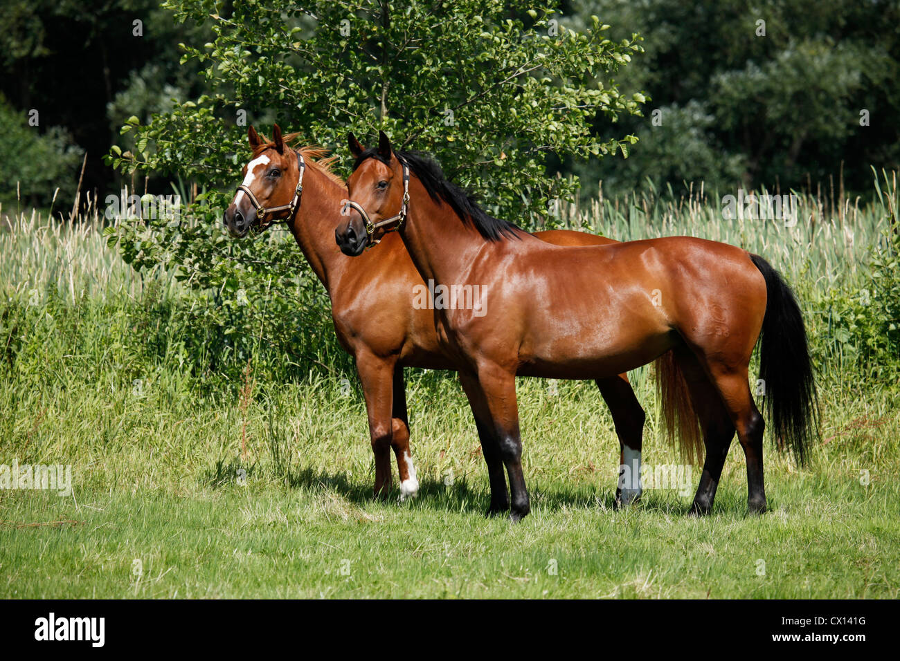 deux chevaux Banque D'Images