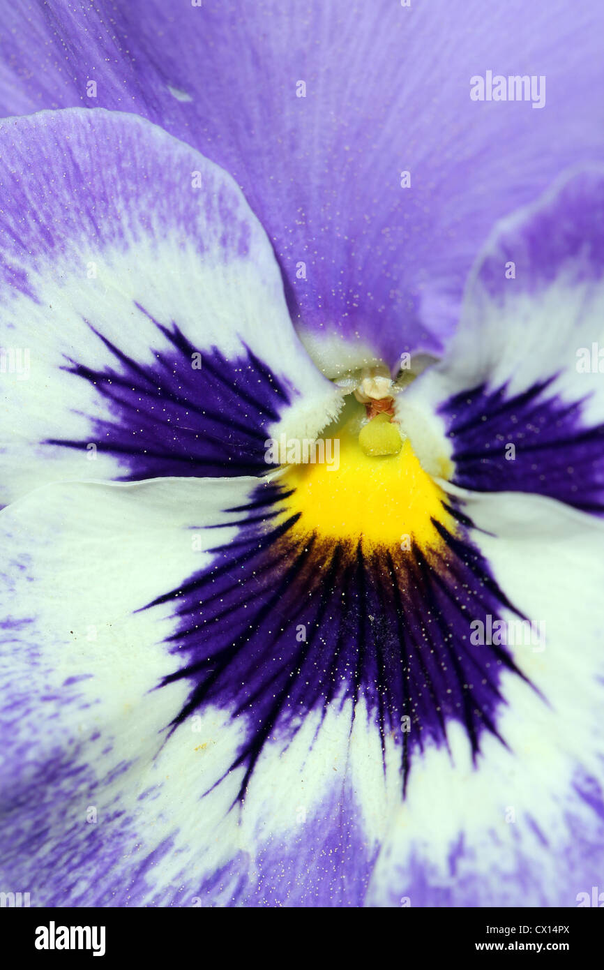 Sur un gros plan extrême violet, blanc et jaune fleur pansy. Banque D'Images