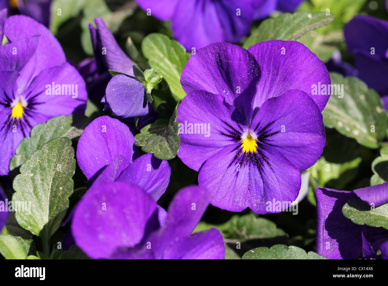 Fleur pourpre Banque D'Images