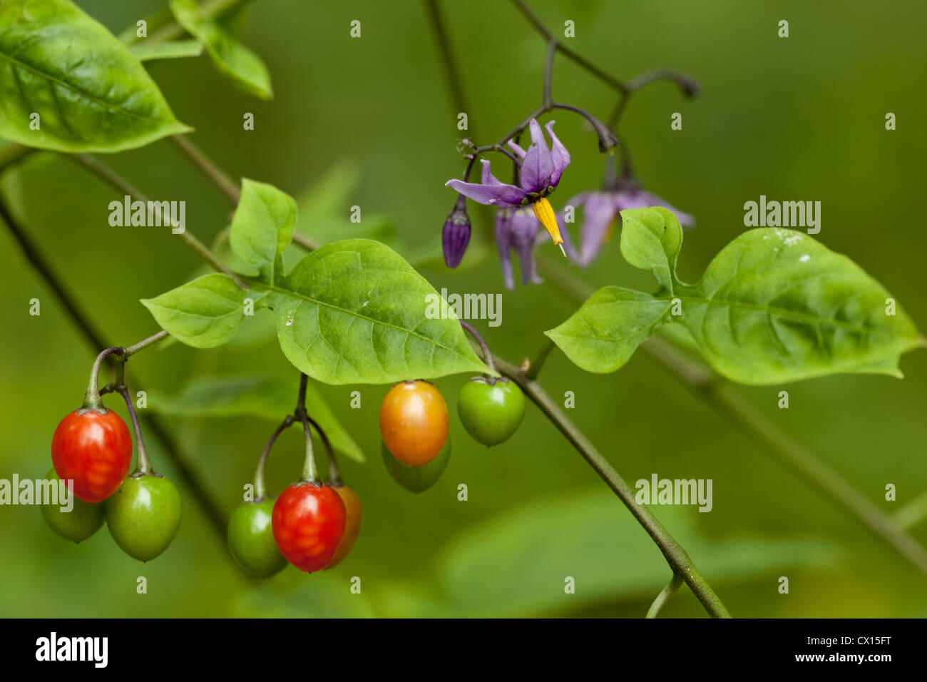 Des fruits et des fleurs (Solanum dulcamara) sur tige Banque D'Images