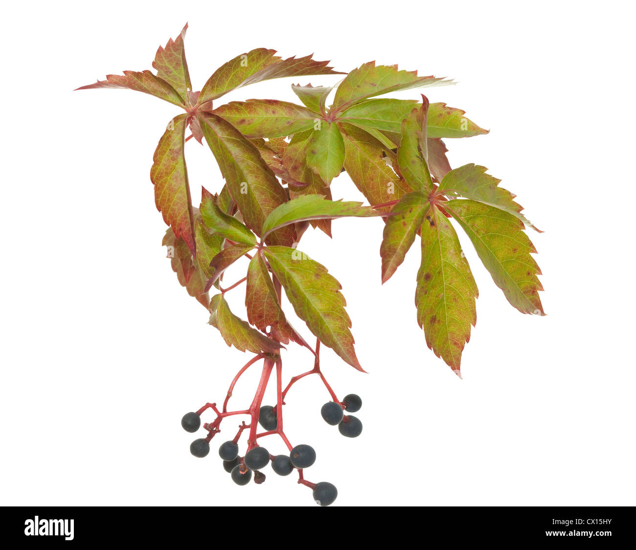 Boston ivy (du Parthenocissus tricuspidata)sur fond blanc Banque D'Images