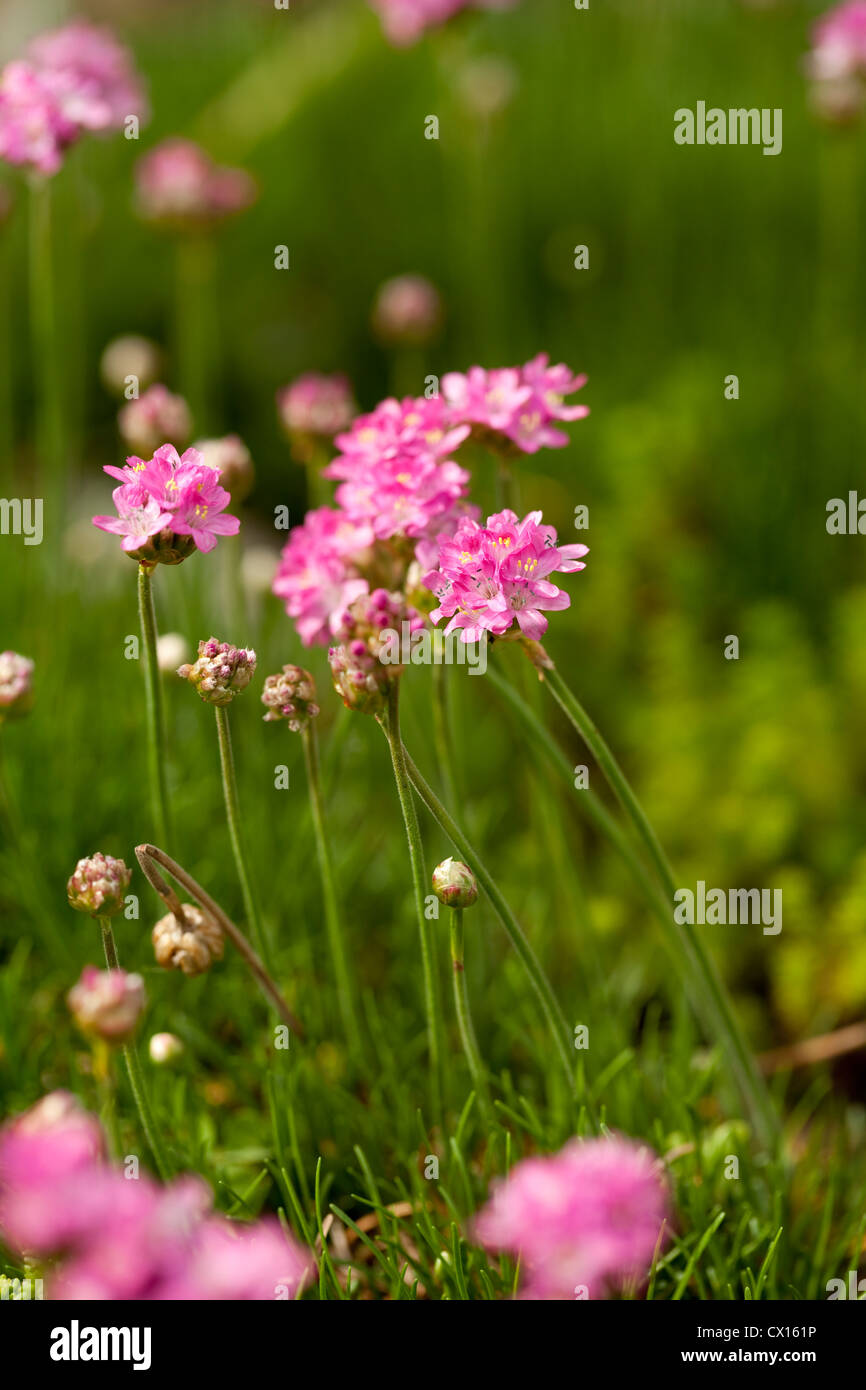 Fleur rose (Armeria maritima) dans l'herbe sur le jardin Banque D'Images