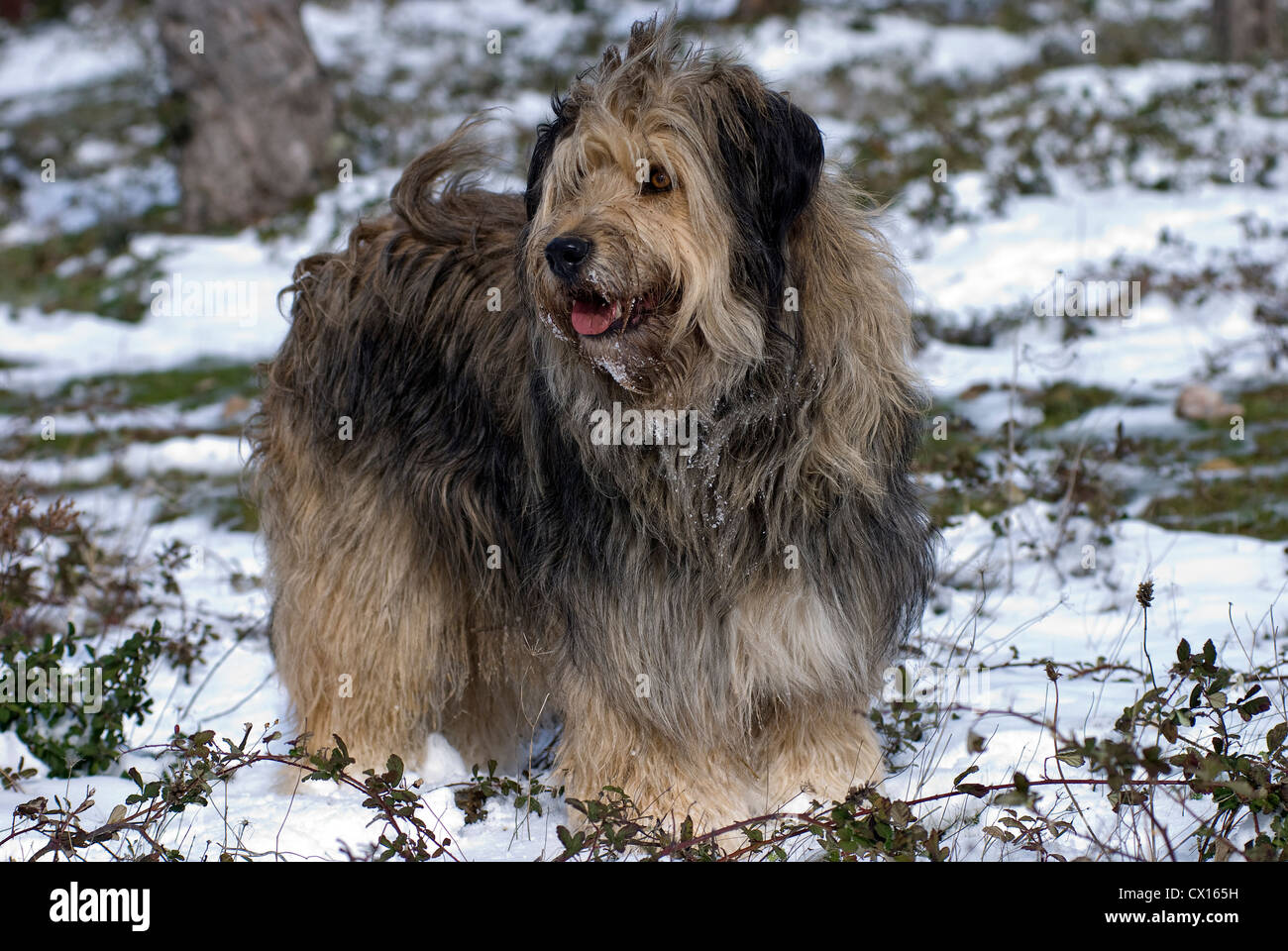 Briard mongrel standing in snow Banque D'Images