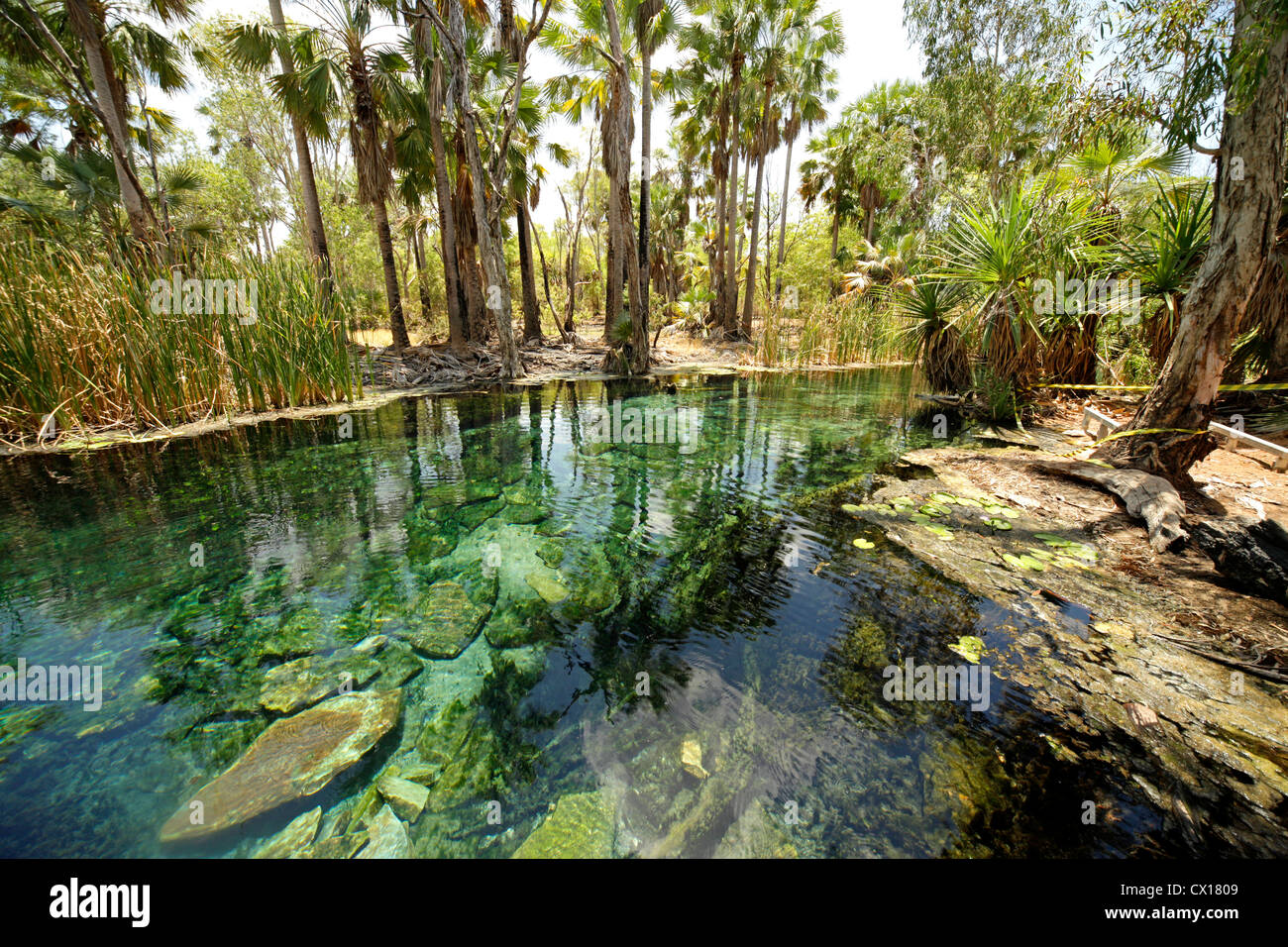 Sources chaudes naturelles à Mataranka , Territoire du Nord, Australie Banque D'Images