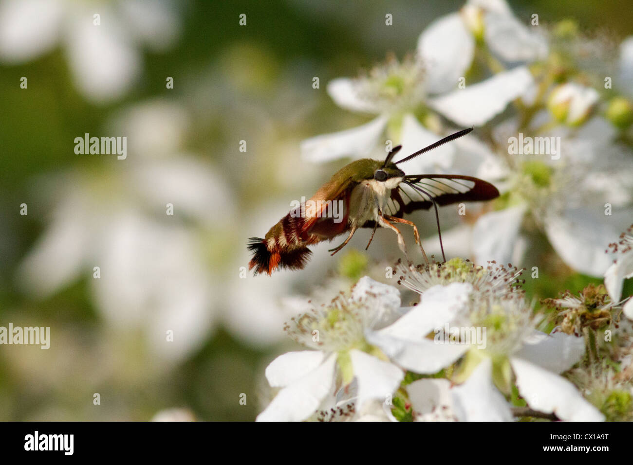 Sésie du colibri sur un terminal blackberry bush Banque D'Images