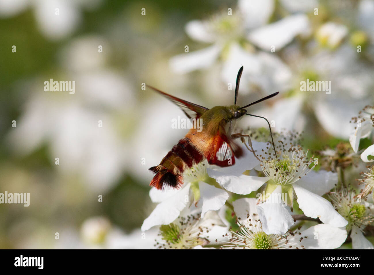 Sésie du colibri sur un terminal blackberry bush Banque D'Images