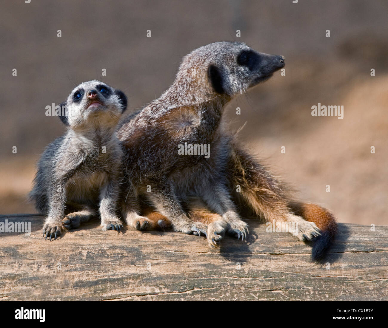Queue mince et jeune mère suricates (Suricata suricatta) Banque D'Images
