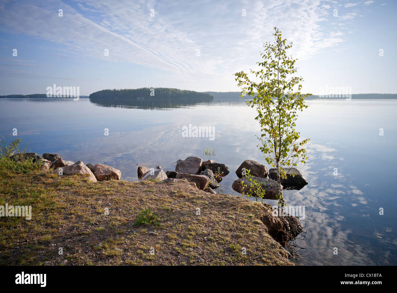 Peu de bouleau sur la côte du lac Saimaa, Karelia, Finlande Banque D'Images