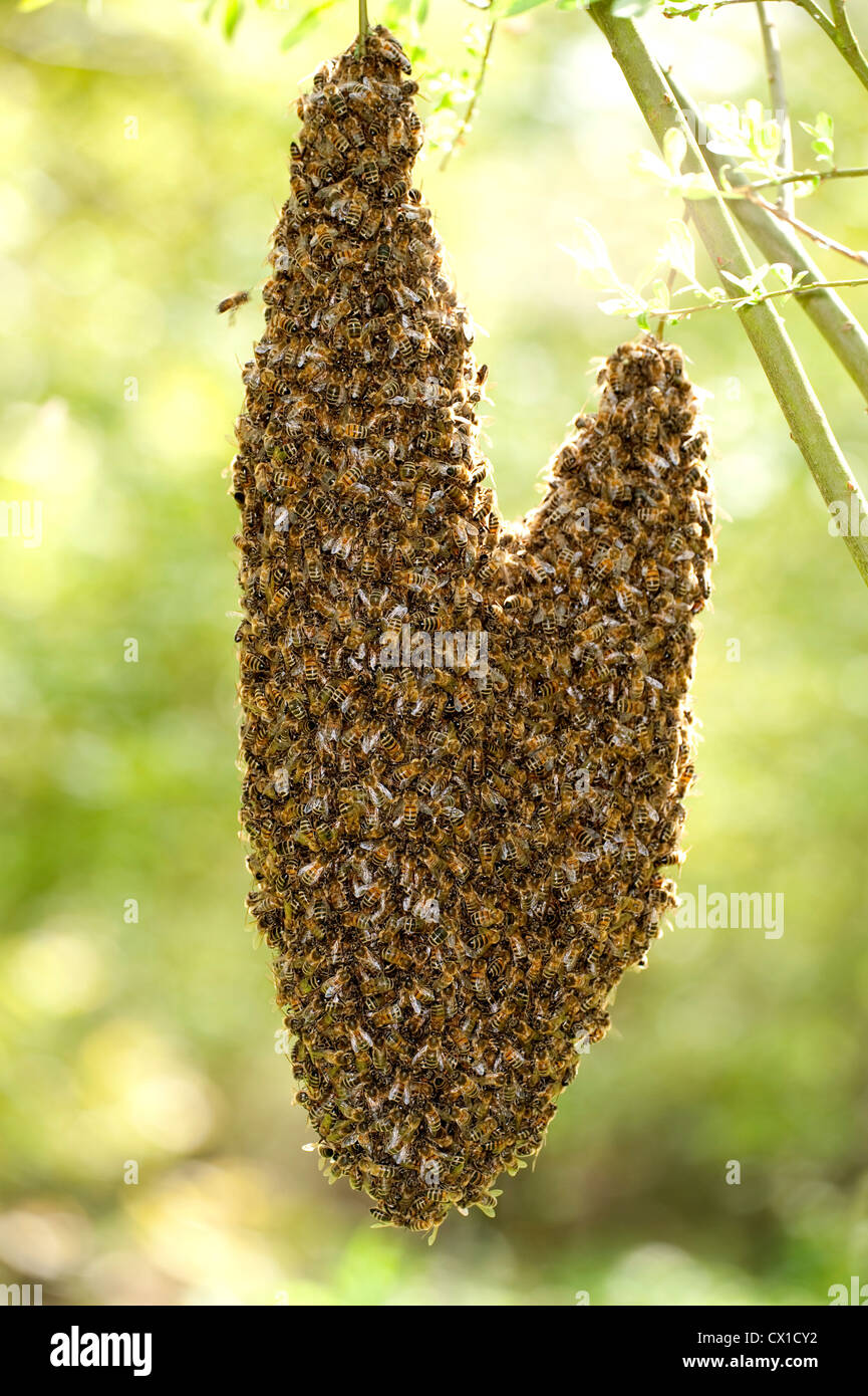 L'essaimage des abeilles Apis mellifera UK forme de coeur accroché dans l'arbre de la direction générale Banque D'Images