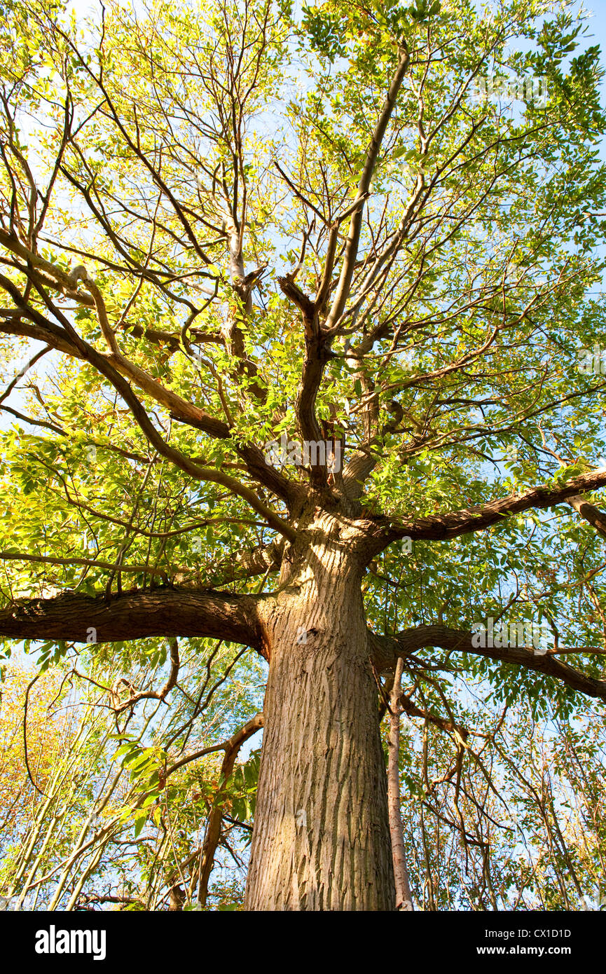 Sweet chestnut Castanea sativa arbre jusqu'à l'écorce de branches principales et de feuilles dans la partie supérieure du couvert Kent UK Banque D'Images