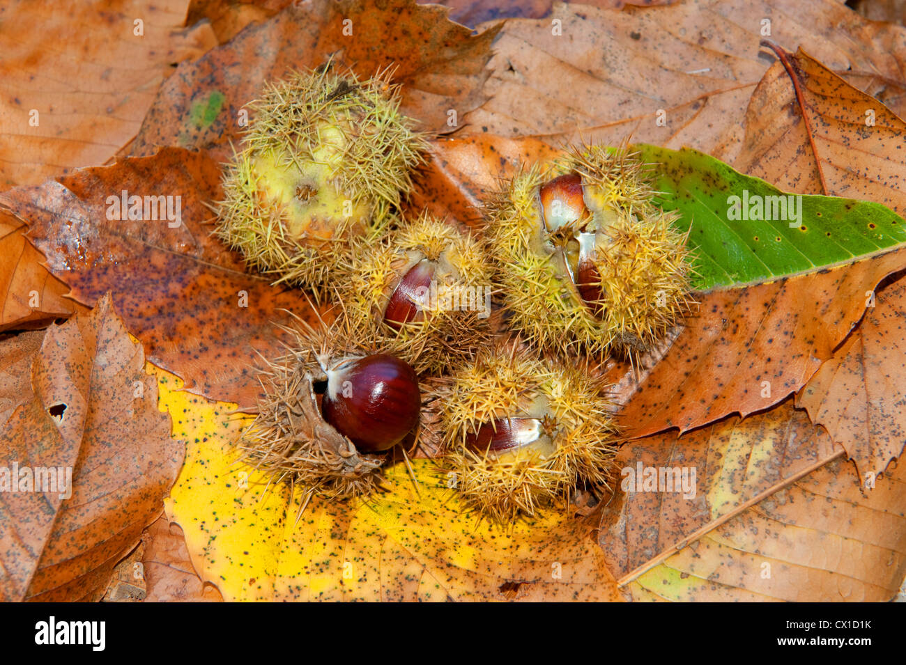 Sweet chestnut Castanea sativa Arbre à fruits comestibles les écrous dans la cosse sur plancher bois Kent UK Banque D'Images Sweet chestnut Castanea sativa Arbre à fruits comestibles les écrous dans la cosse sur plancher bois Kent UK Banque D'Images