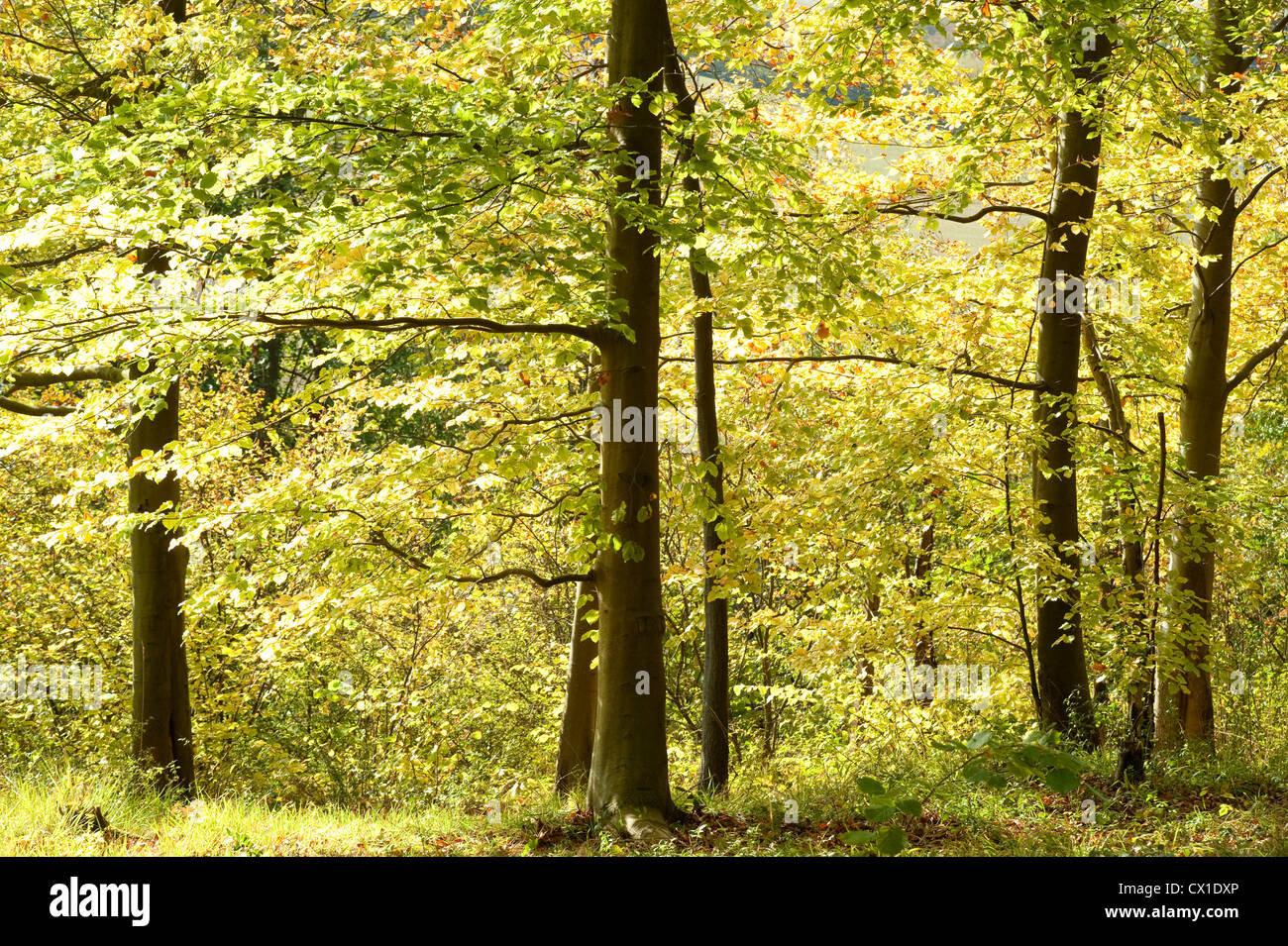 Les Hêtres Fagus sylvatica Ranscombe Farm Kent UK atmosphérique indigènes magnifique et calme vert Banque D'Images