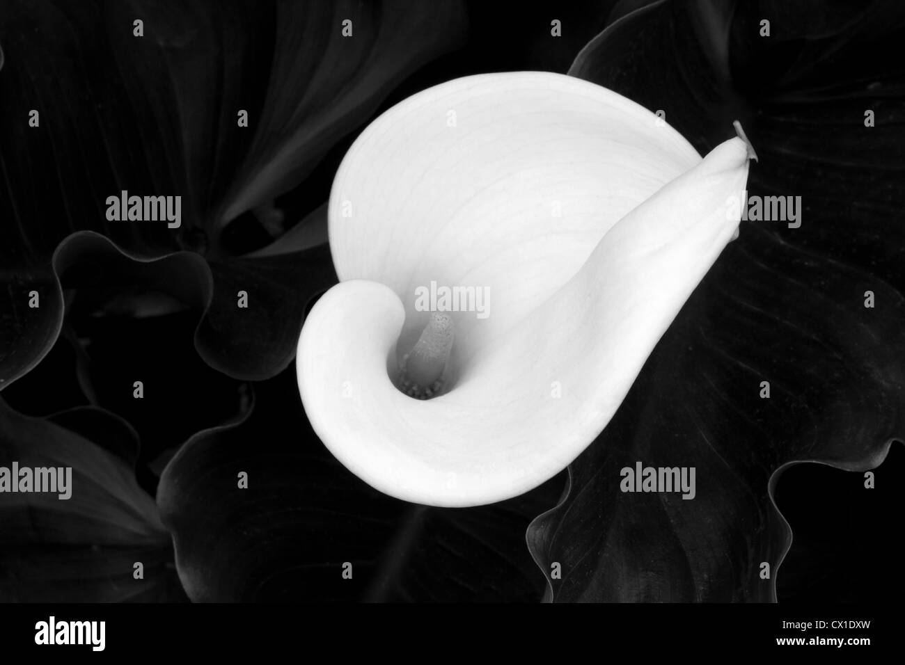 Entre les feuilles de lis calla unique Banque D'Images