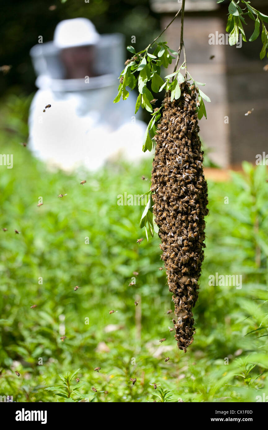 L'essaimage de l'Abeille sur branche d'arbre à proximité de ruche Apis mellifera Kent UK Banque D'Images